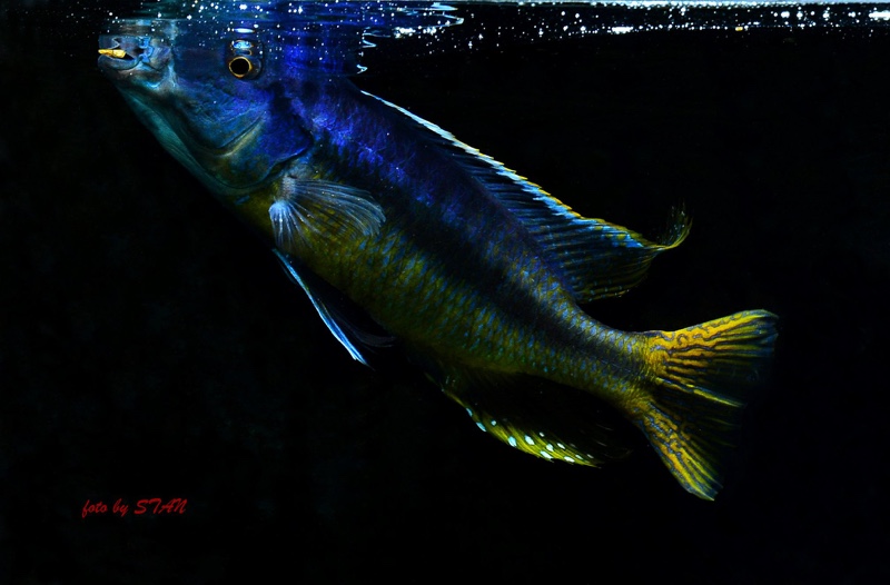 Taeniochromis holotaenia